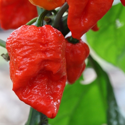 Picture of Exclusive Golden Hills Farm hybrid Hybrid Variety Bhut Jolokia Ghost Pepper Chilli 10pcs seeds