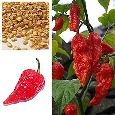 Picture of Exclusive Golden Hills Farm hybrid Hybrid Variety Bhut Jolokia Ghost Pepper Chilli 10pcs seeds
