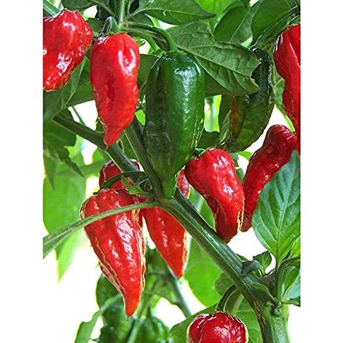 Picture of Exclusive Golden Hills Farm hybrid Hybrid Variety Bhut Jolokia Ghost Pepper Chilli 10pcs seeds