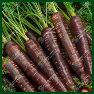 Picture of Chinese Black Wonder Carrot Seeds 0.1gm Re-Pack