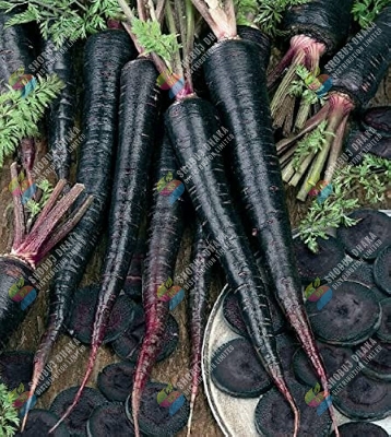 Picture of Chinese Black Wonder Carrot Seeds 0.1gm Re-Pack