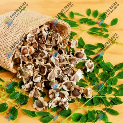 Picture of Sajna | Moringa | Drumstick (Miracle Tree) Hybrid Seeds - Pack of 5 Seeds