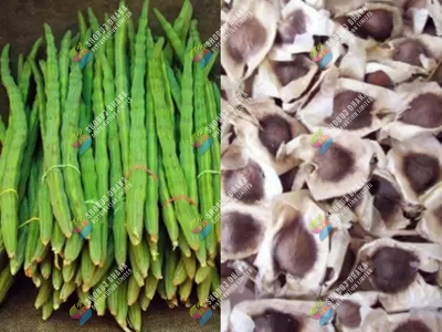 Picture of Sajna | Moringa | Drumstick (Miracle Tree) Hybrid Seeds - Pack of 5 Seeds