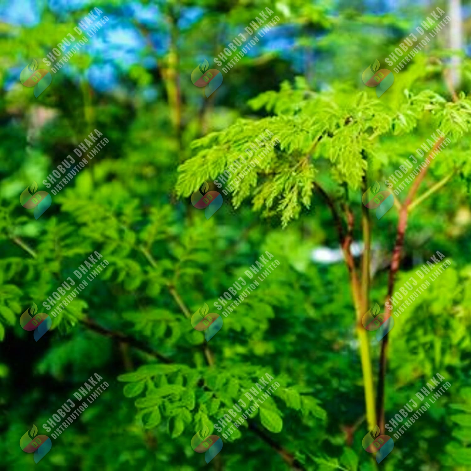 Picture of Sajna | Moringa | Drumstick (Miracle Tree) Hybrid Seeds - Pack of 5 Seeds