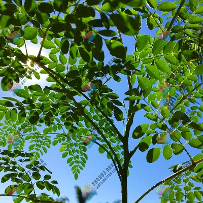 Picture of Sajna | Moringa | Drumstick (Miracle Tree) Hybrid Seeds - Pack of 5 Seeds