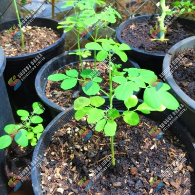 Picture of Sajna | Moringa | Drumstick (Miracle Tree) Hybrid Seeds - Pack of 5 Seeds