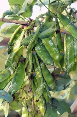 Picture of 12 Mashi Kerala King Shim Seeds 0.1gm Seeds Re-Pack