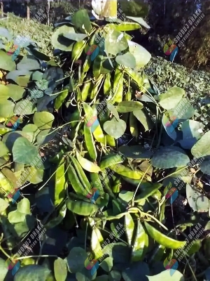 Picture of 12 Mashi Kerala King Shim Seeds 0.1gm Seeds Re-Pack