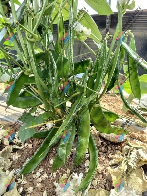 Picture of 12 Mashi Kerala King Shim Seeds 0.1gm Seeds Re-Pack