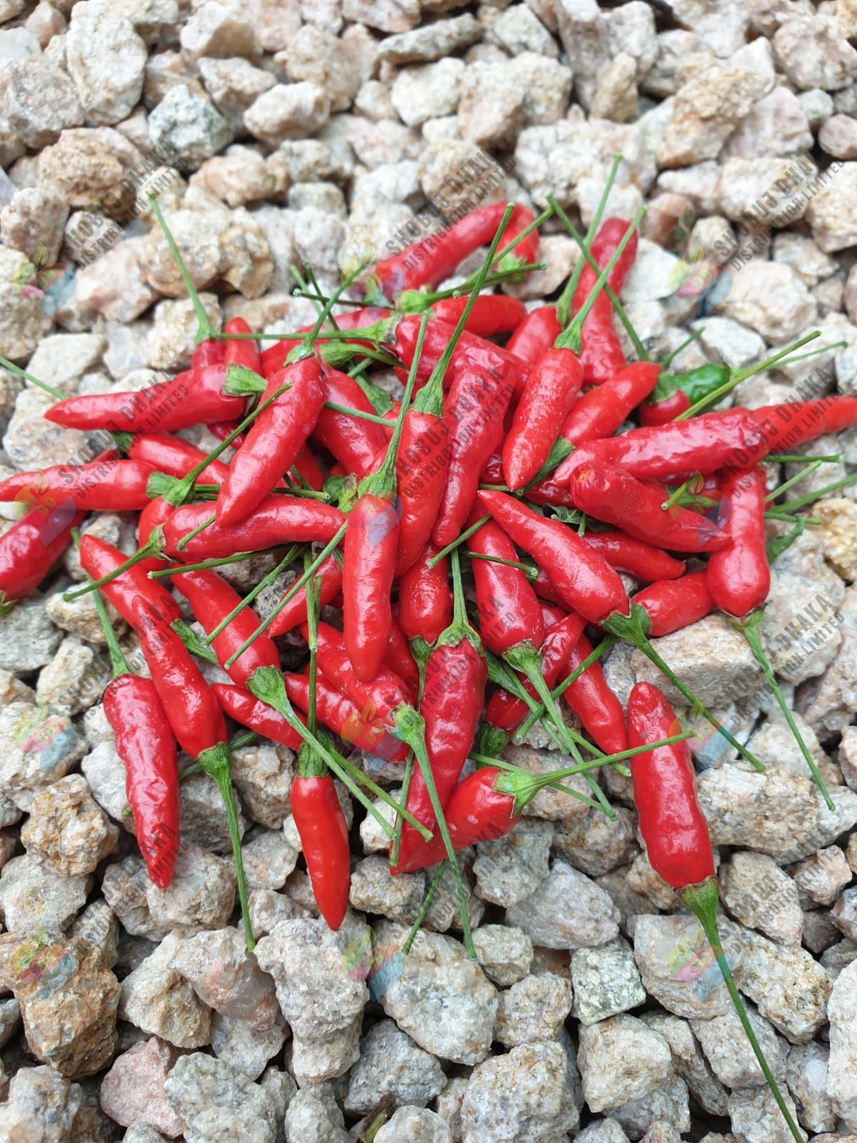 Picture of Exclusive Super Hot Bird's Eye Chili Seeds 0.1gm Re-pack