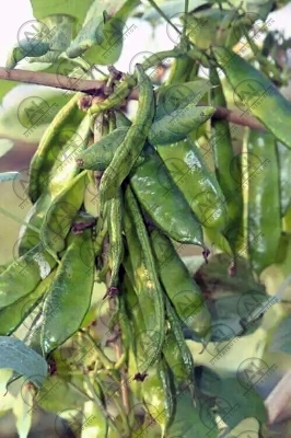 Picture of Hybrid Kerala King Shim- 10Gram Intact Packet Seeds - Emphasizing exclusivity - Up scaled Quality