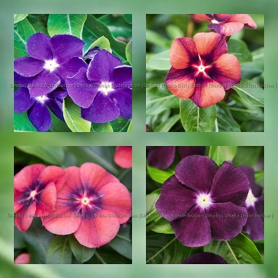 Picture of 4 Color Mix Exclusive Hybrid Noyontara Flower Seeds 4pcs