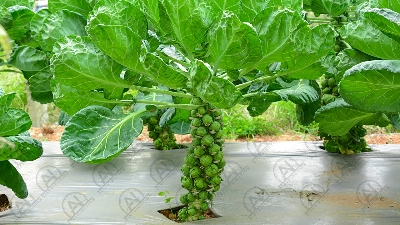 Picture of ছোট জাতের বাঁধাকপি / Brussel Sprouts RePack 10pcs