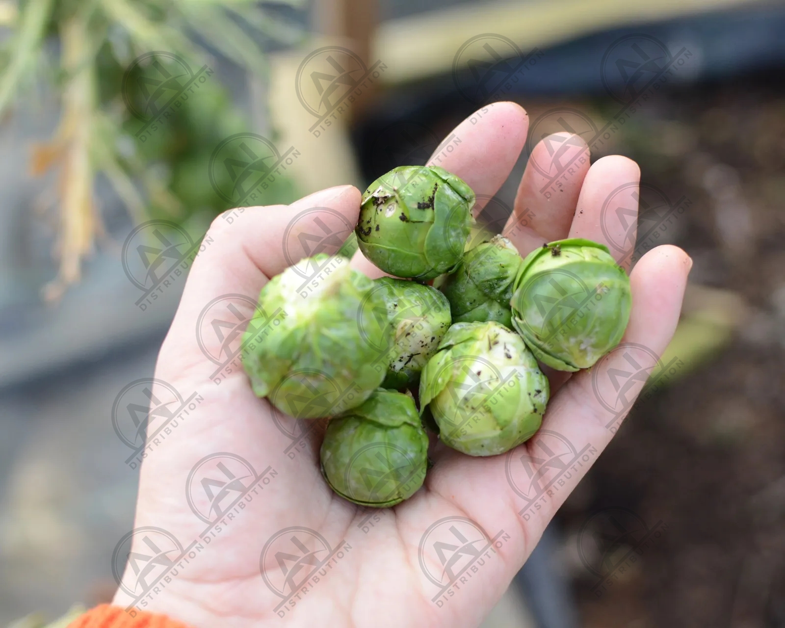 Picture of ছোট জাতের বাঁধাকপি / Brussel Sprouts RePack 10pcs
