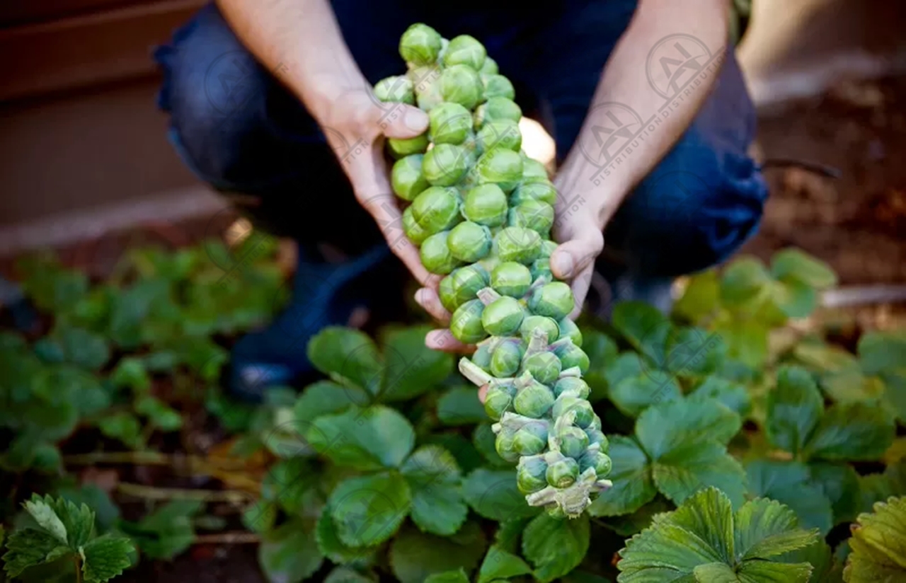 Picture of ছোট জাতের বাঁধাকপি / Brussel Sprouts RePack 10pcs