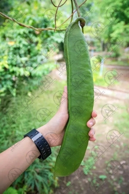 Picture of [9.9 Deal] Top Selling Sword Beans (Mow Sim) Traditional Seed-3 Seeds packet