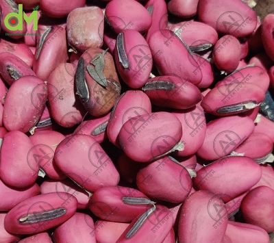 Picture of [9.9 Deal] Top Selling Sword Beans (Mow Sim) Traditional Seed-3 Seeds packet