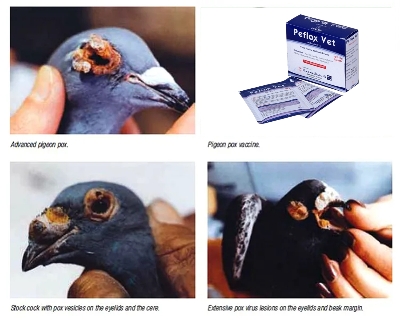 Picture of Anti pox Powder 10g For Any Bird, Pigeon Pox Medicine