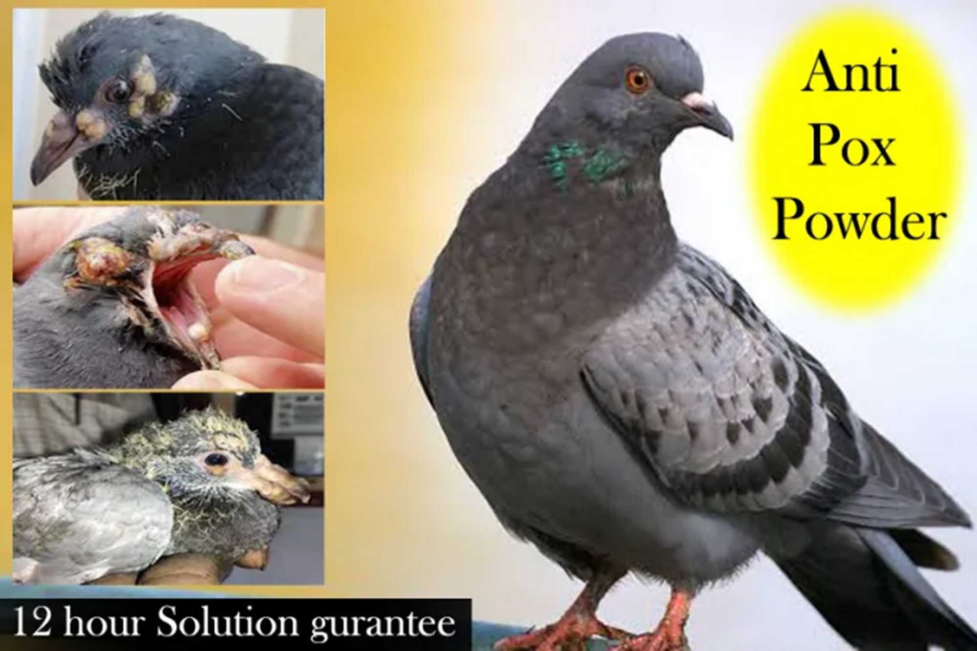 Picture of Anti pox Powder 10g For Any Bird, Pigeon Pox Medicine