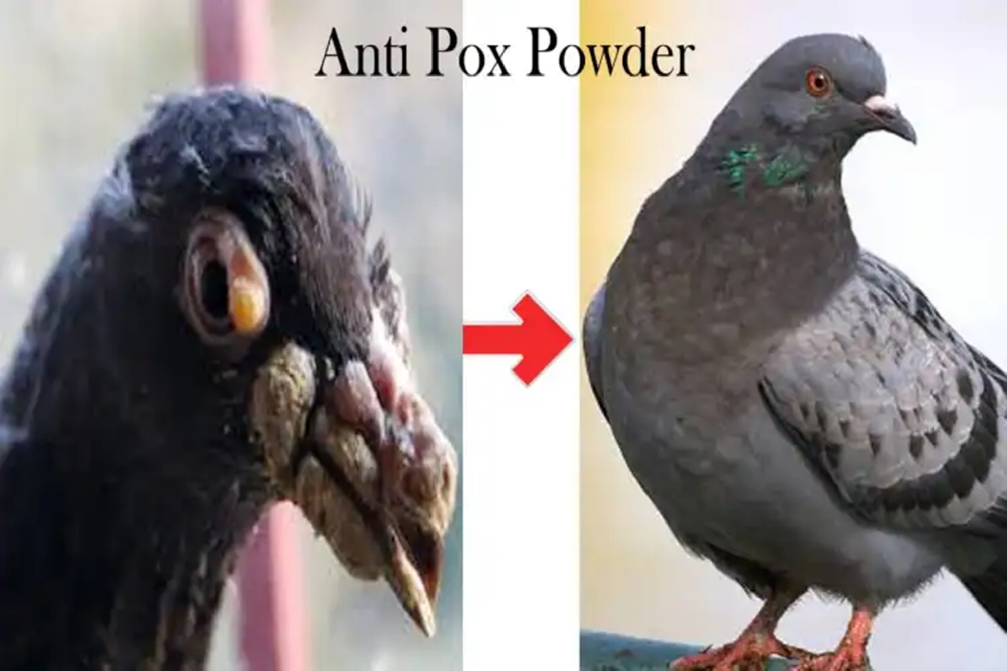 Picture of Anti pox Powder 10g For Any Bird, Pigeon Pox Medicine