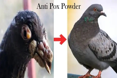 Picture of Anti pox Powder 10g For Any Bird, Pigeon Pox Medicine