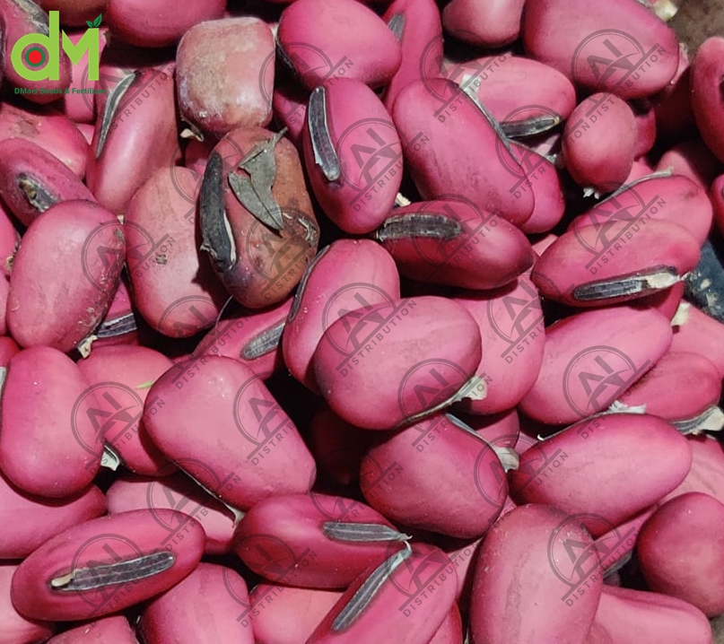 Picture of Top Selling Sword Beans (Mow Sim) Traditional Seed-3 Seeds packet