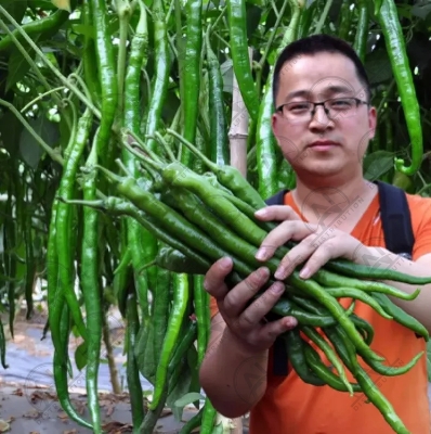 Picture of Chili Long chilli Chang Long 56 (All year Round Planting 10pcs seeds Pack)