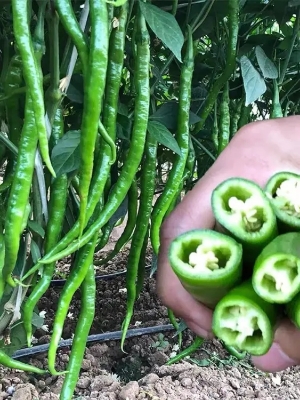 Picture of Chili Long chilli Chang Long 56 (All year Round Planting 10pcs seeds Pack)