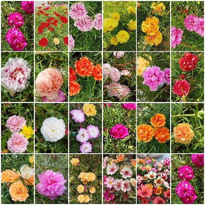 Picture of Mix Color Thai Moss Rose Seeds 0.1gm Re-Pack