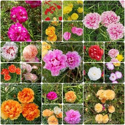 Picture of Mix Color Thai Moss Rose Seeds 0.1gm Re-Pack