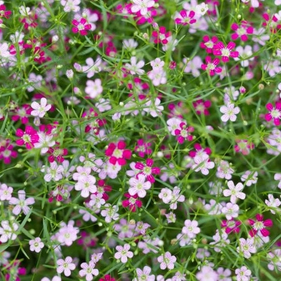 Picture of Multicolor Gypsy Flower Seeds 0.1gm Re-Pack