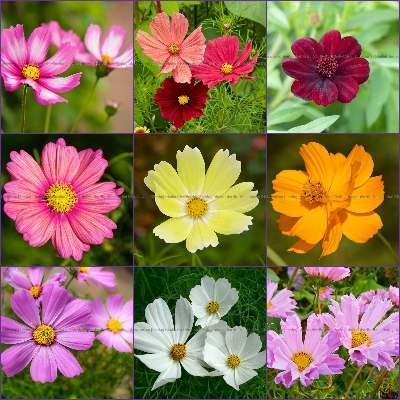 Picture of Multicolor Cosmos Flower Seeds 0.1gm Re-Pack