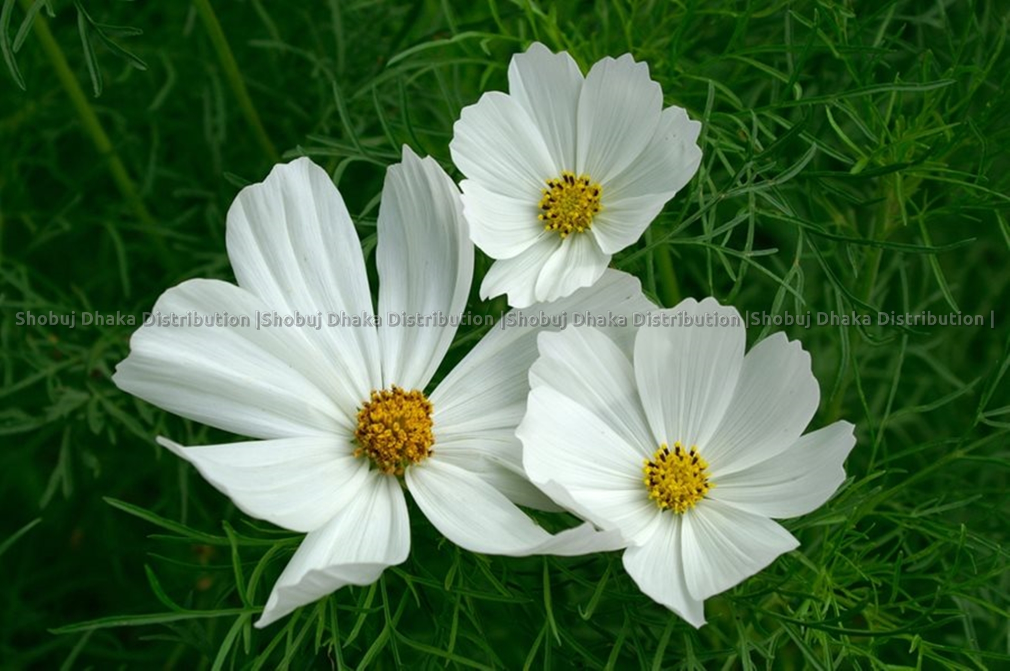 Picture of Multicolor Cosmos Flower Seeds 0.1gm Re-Pack
