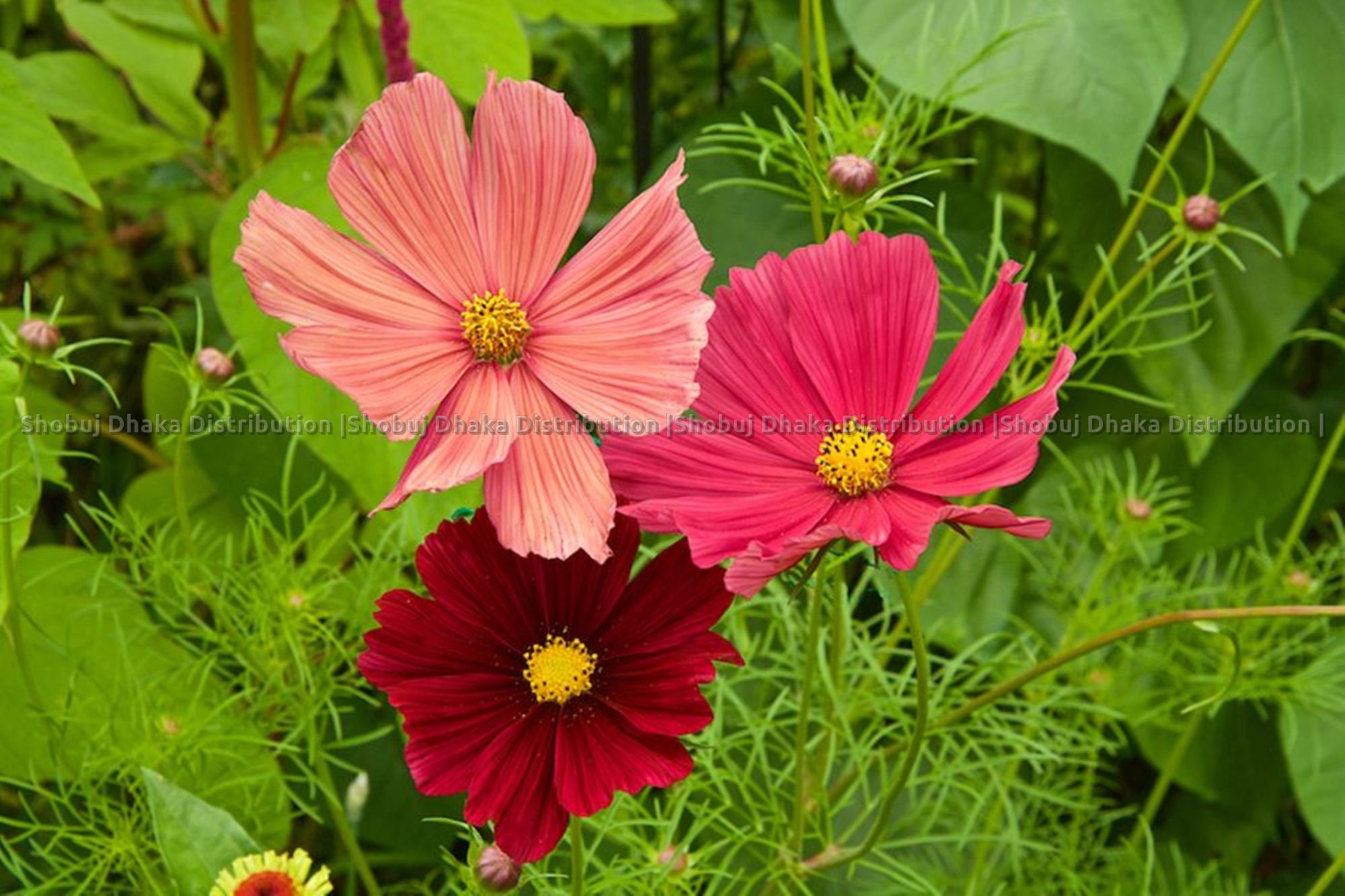 Picture of Multicolor Cosmos Flower Seeds 0.1gm Re-Pack