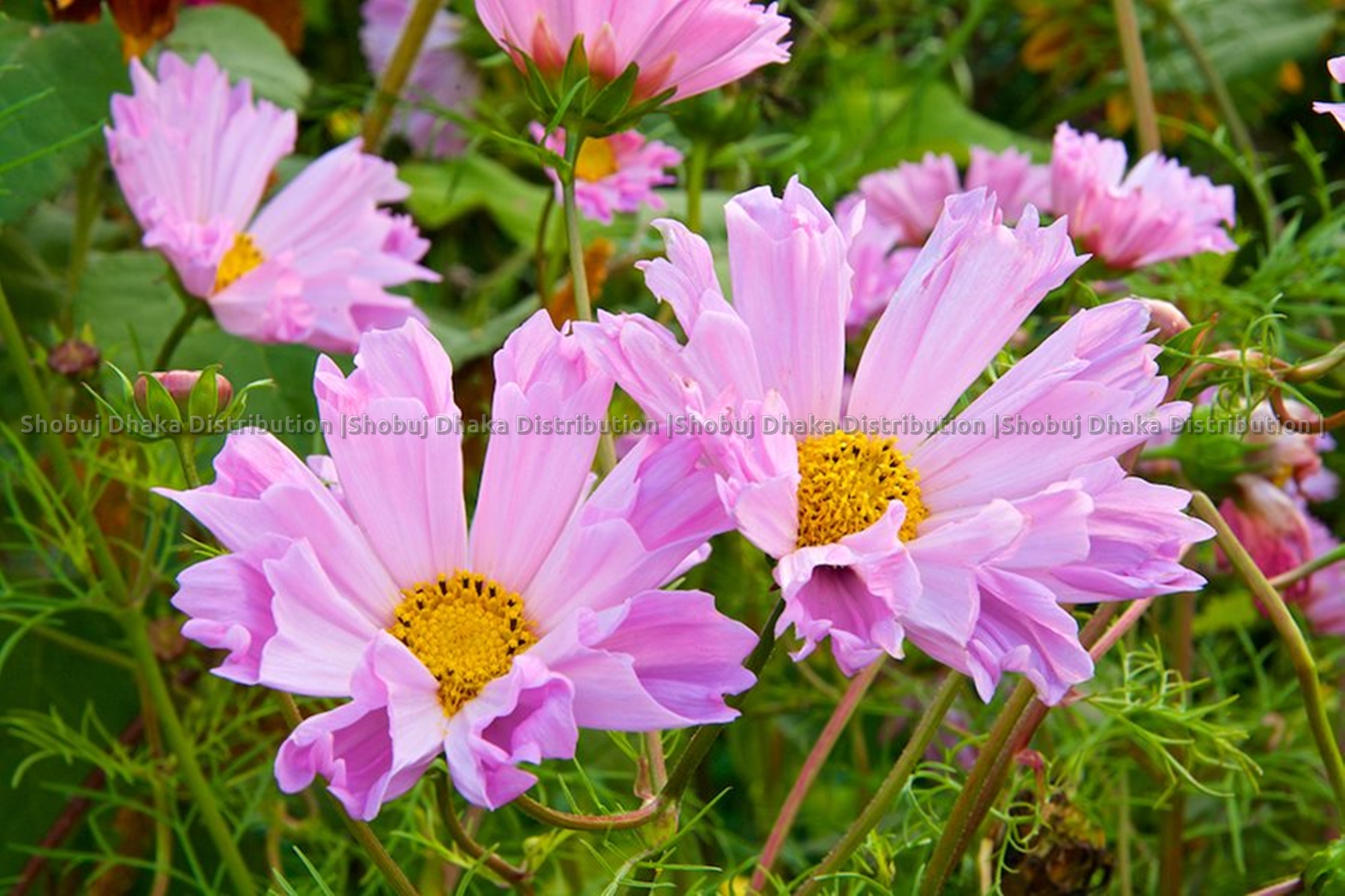 Picture of Multicolor Cosmos Flower Seeds 0.1gm Re-Pack