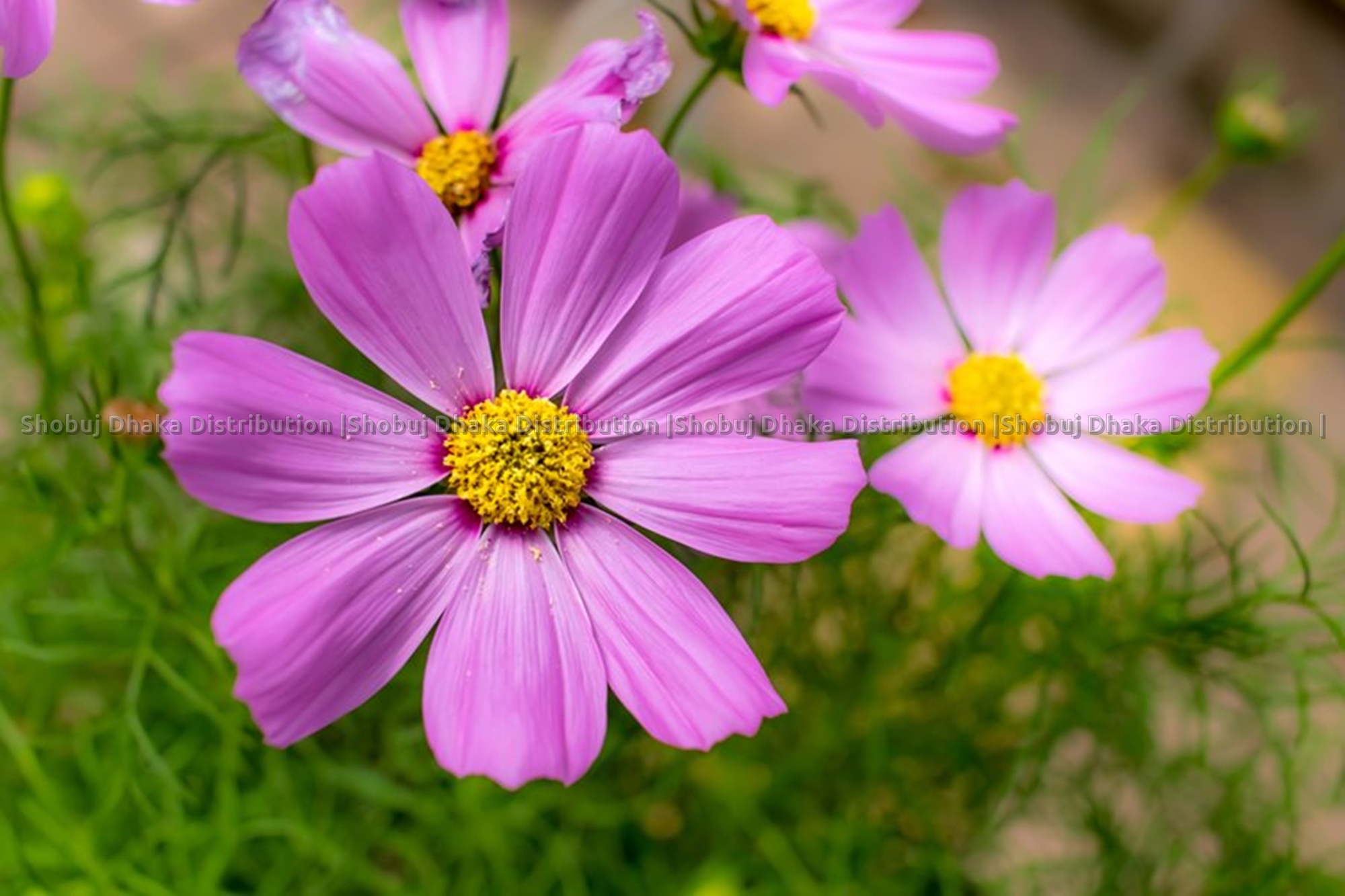 Picture of Multicolor Cosmos Flower Seeds 0.1gm Re-Pack