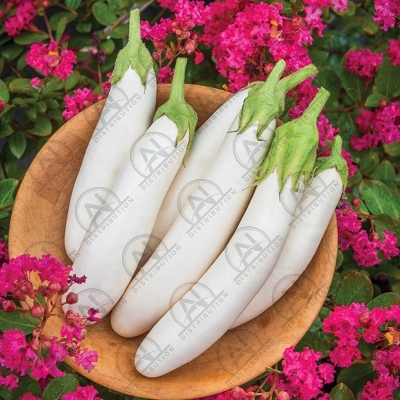Picture of White Eggplant SEEDS 1gm Re-Pack