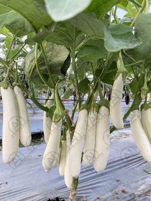 Picture of White Eggplant SEEDS 1gm Re-Pack