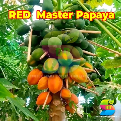 Picture of RED MASTER PAPAYA SEEDS INTACT PACK