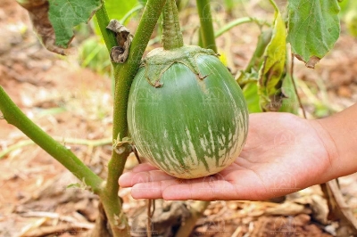 Picture of BARI-4 Begun/ Eggplant/ Brinjal Seeds 20 pcs Re-Pack BADC