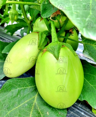 Picture of BARI-4 Begun/ Eggplant/ Brinjal Seeds 20 pcs Re-Pack BADC