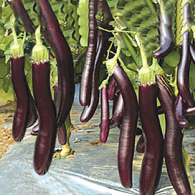 Picture of Long Brinjal Seeds 0.1gm Re-Pack