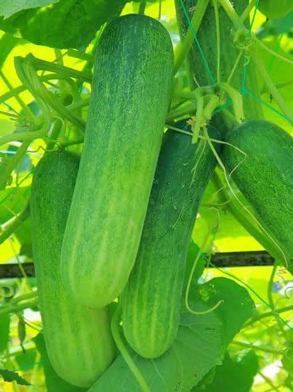 Picture of 【9.9 Deal】 Top Selling 20 Type Vegetable & spicy seeds Combo Offer