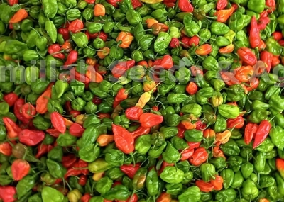 Picture of Imported Hot Naga Chili Seeds 5pcs Re-Pack