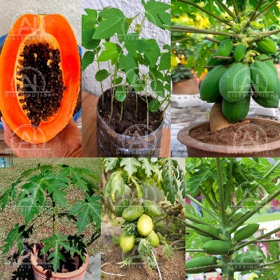 Picture of First lady Papaya Seeds 10pcs (JAPAN) Re-Pack