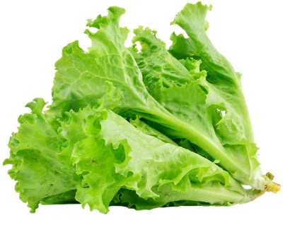 Picture of Green Lettuce Seeds 1gm Pack (Indian) Re-Pack