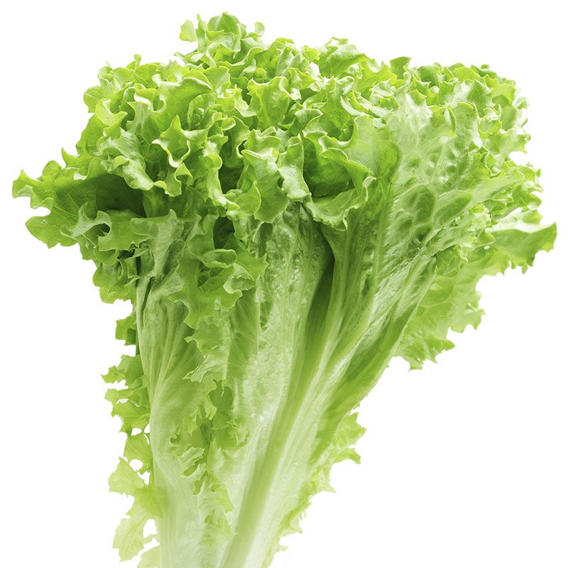 Picture of Green Lettuce Seeds 1gm Pack (Indian) Re-Pack