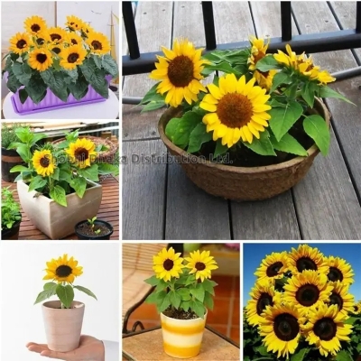 Picture of Hybrid TNAU SUF-7 Global Sunflower Bonsai Seeds - 5 Pcs