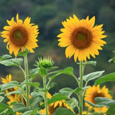 Picture of Hybrid TNAU SUF-7 Global Sunflower Bonsai Seeds - 5 Pcs