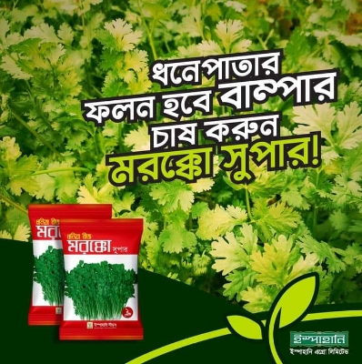 Picture of Aromatic Coriender 2gm Seeds Re-Pack